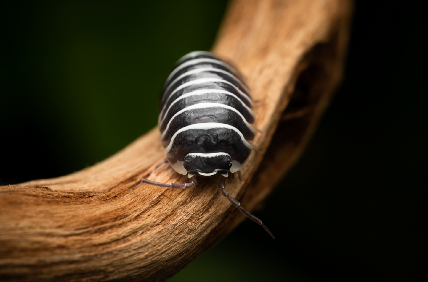 Armadillidium maculatum "Zebra" isopods