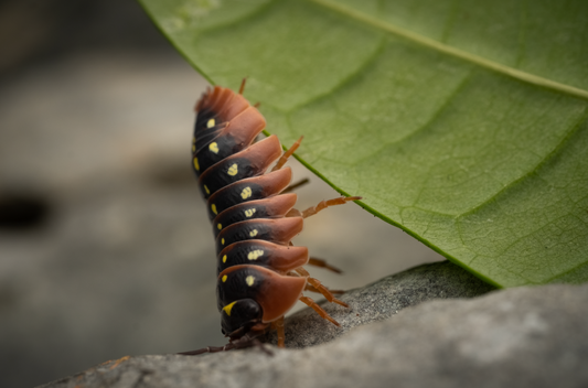 Armadillidium klugii “clown” isopods