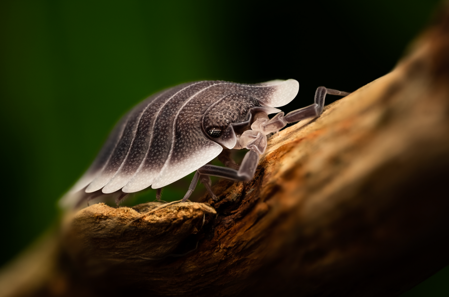 Porcellio werneri "Greek Shield" Isopods