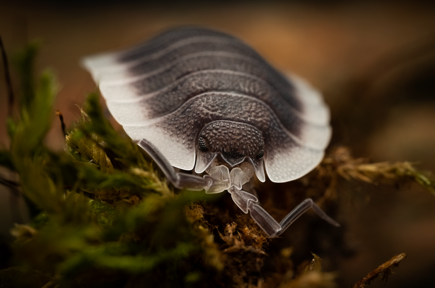 Porcellio werneri "Greek Shield" Isopods