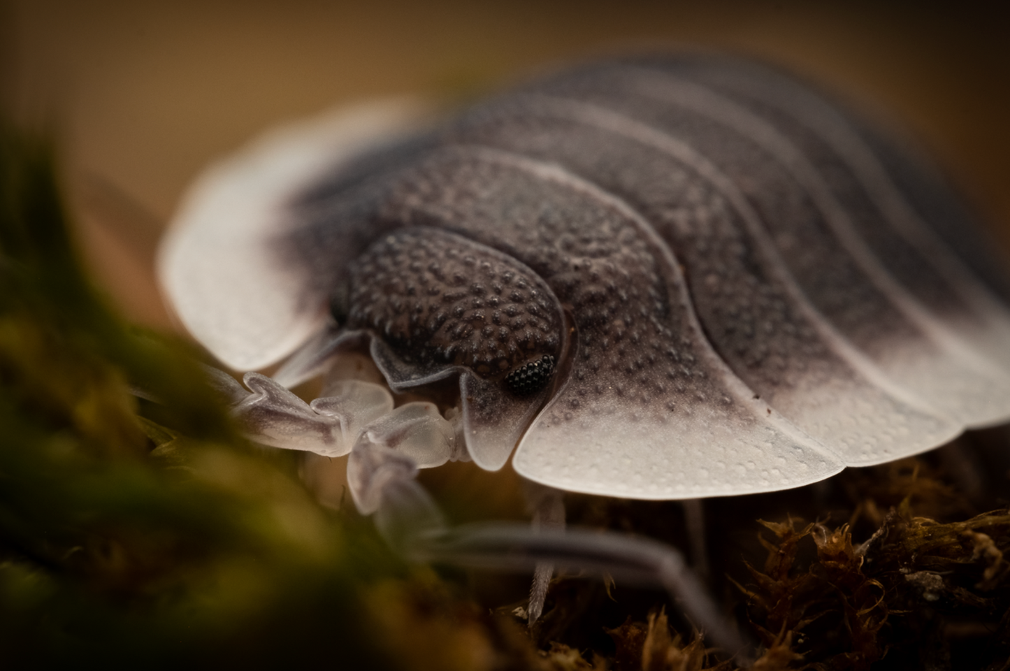 Porcellio werneri "Greek Shield" Isopods