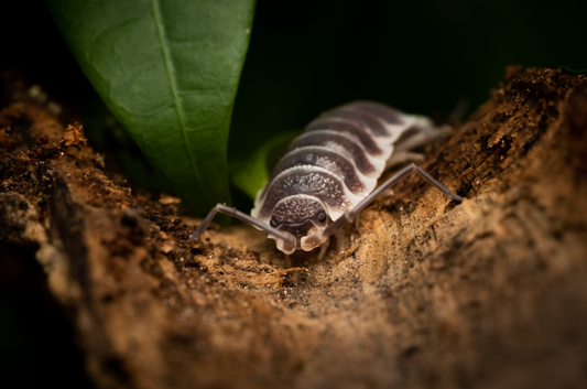 Porcellio hoffmannseggi "Titan" isopod