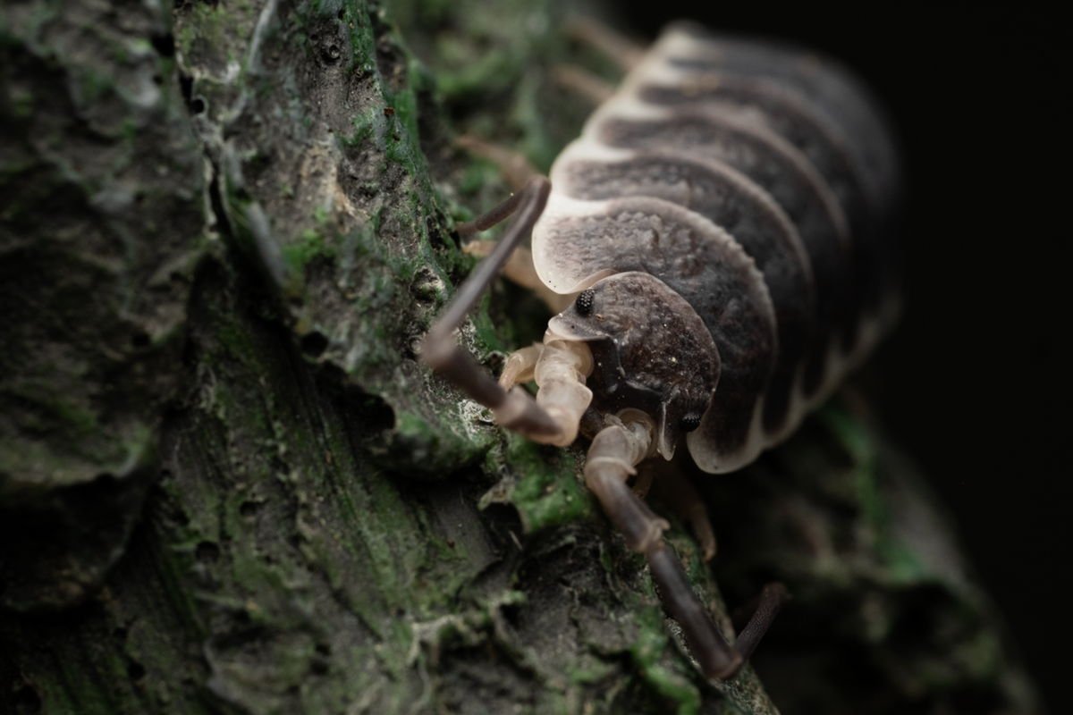 Porcellio hoffmannseggi "Titan" isopod