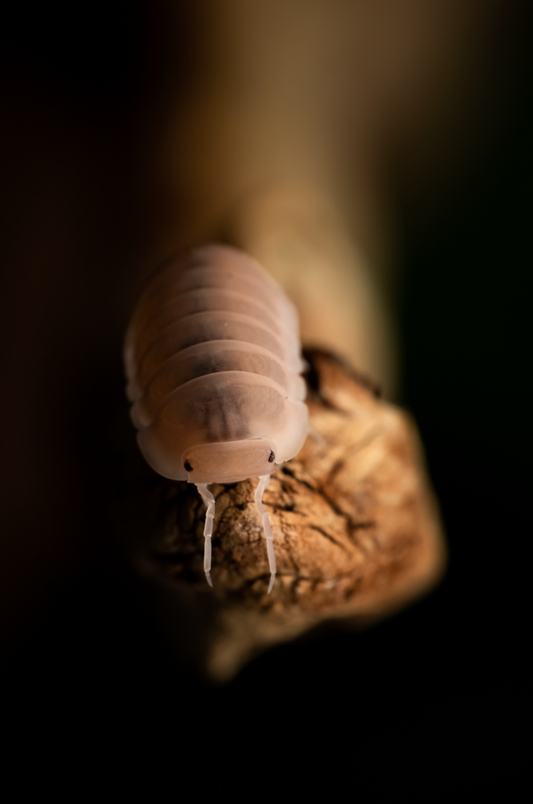 Cubaris murina "Papaya" isopods
