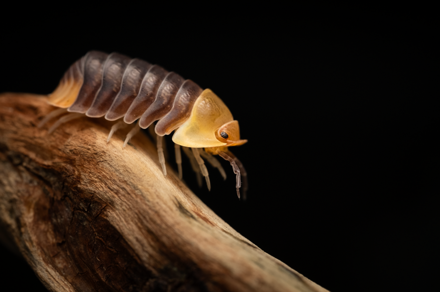 Cubaris sp. "Rubber ducky" isopods