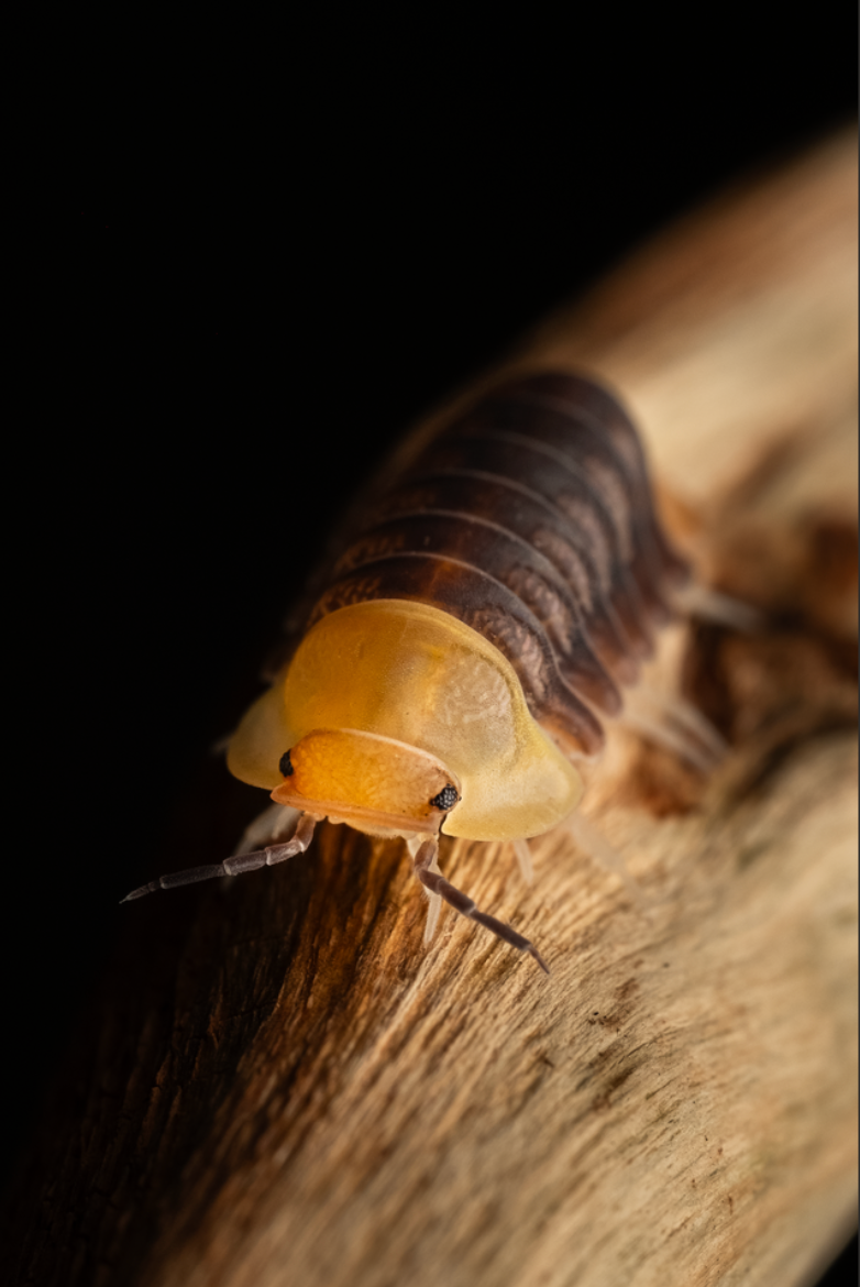 Cubaris sp. "Rubber ducky" isopods