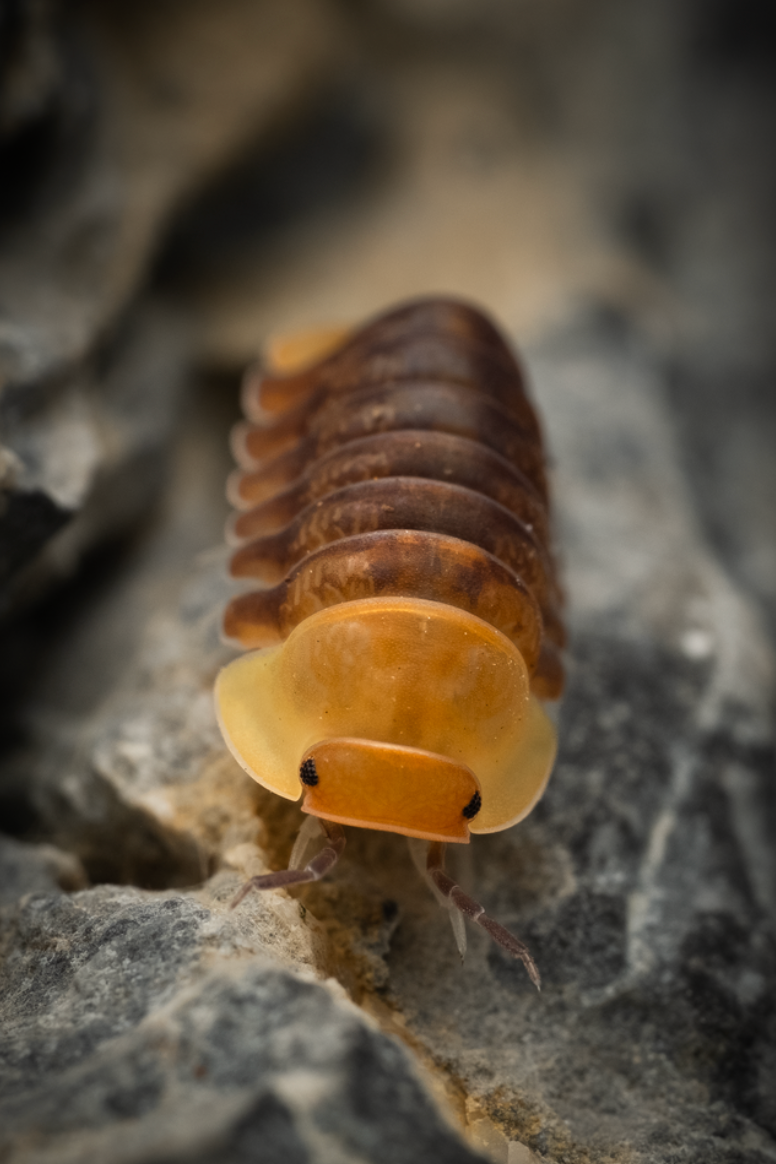 Cubaris sp. "Rubber ducky" isopods