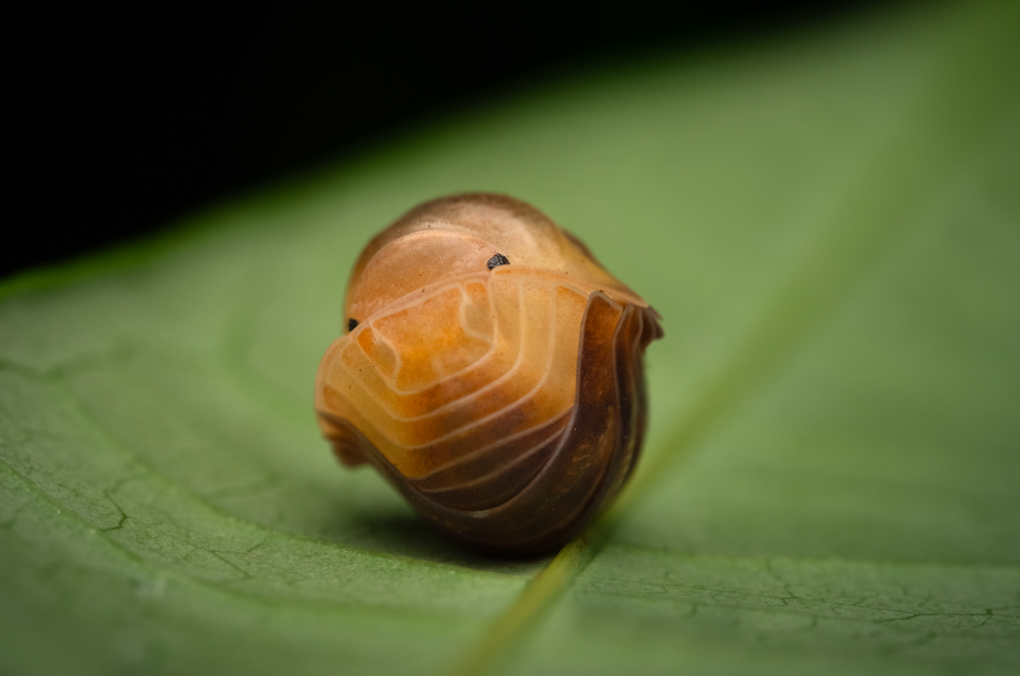 Cubaris sp. "Rubber ducky" isopods