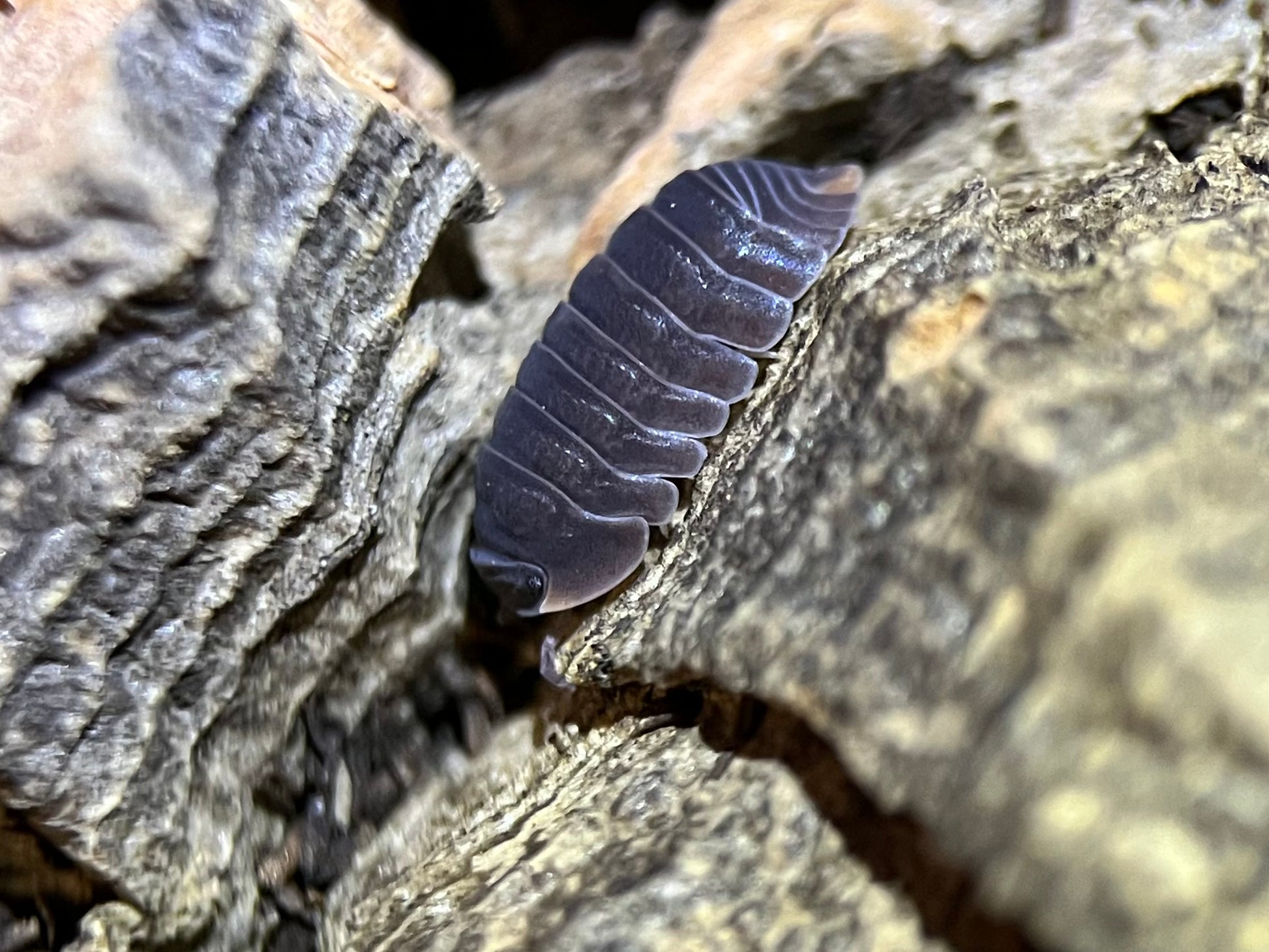 Cubaris murina