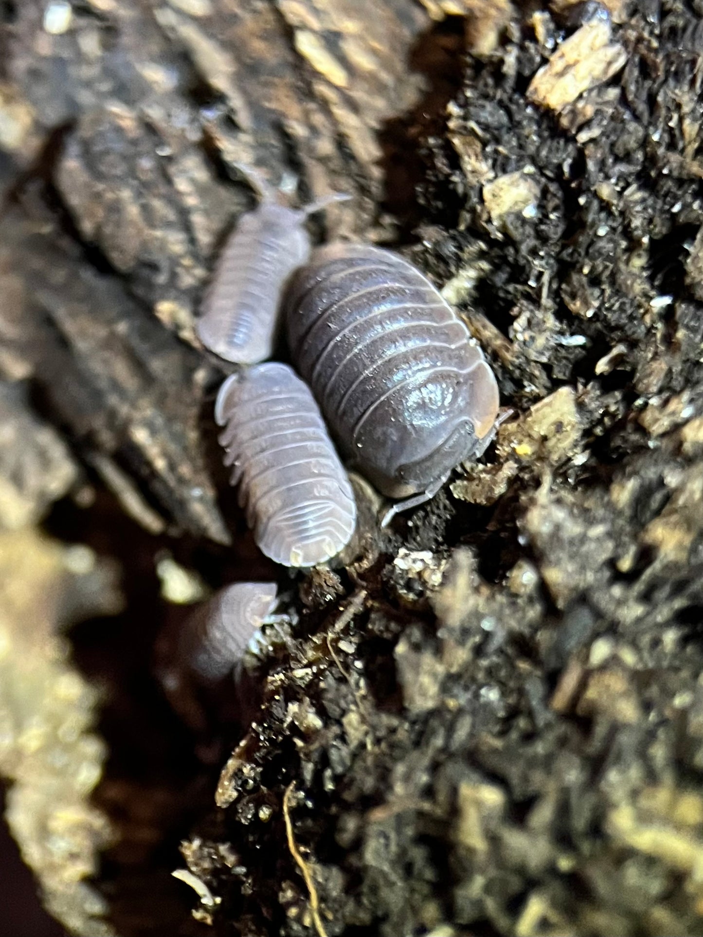 Cubaris murina "Little sea" isopods