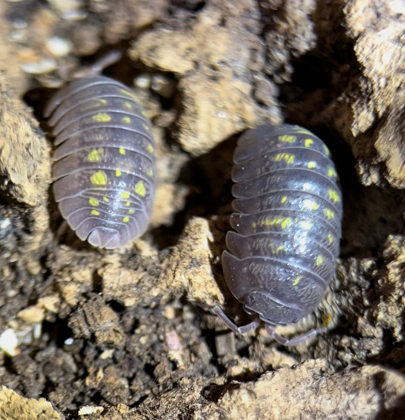 Armadillidium depressum "Wild type" isopods