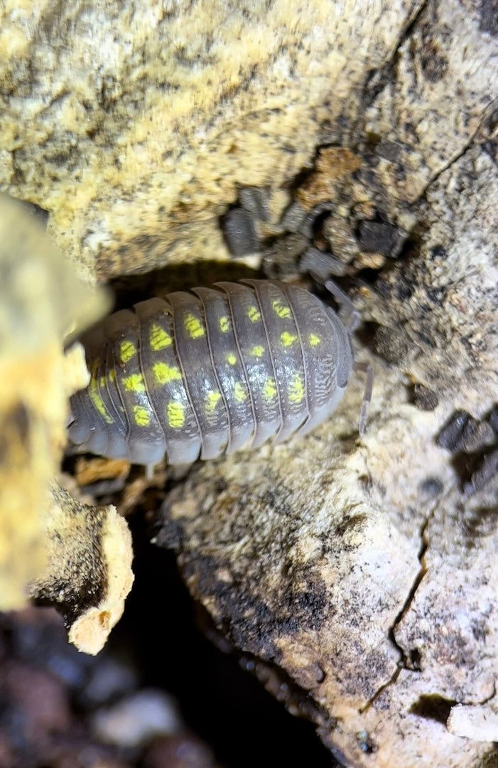 Armadillidium depressum "Wild type" isopods