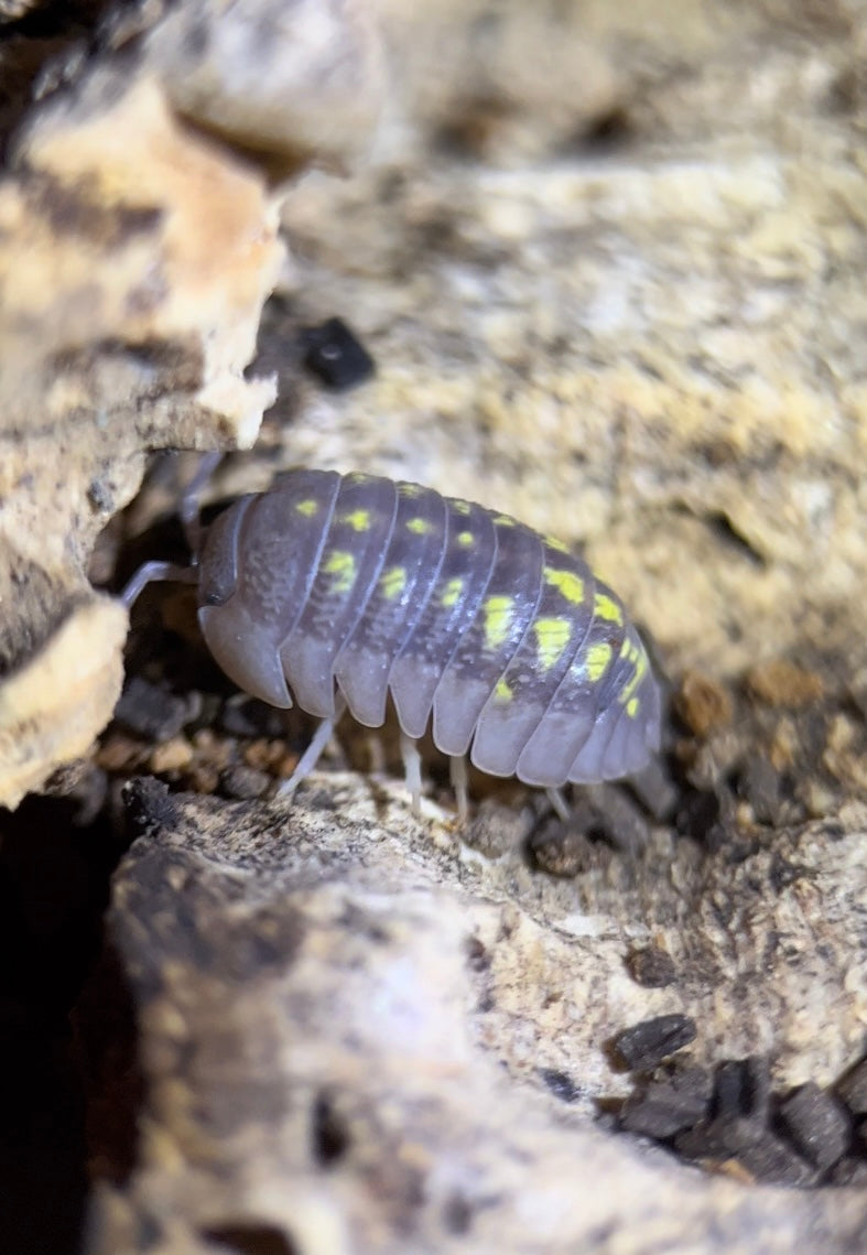 Armadillidium depressum "Wild type" isopods