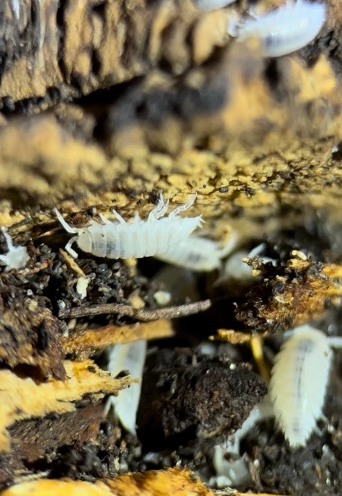 Trichorhina tomentosa "Dwarf white" isopods