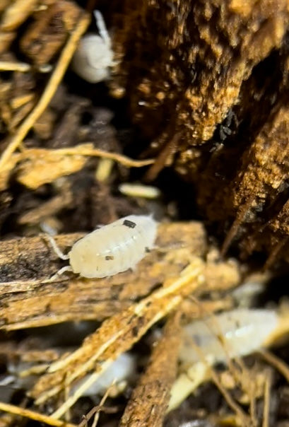 Trichorhina tomentosa "Dwarf white" isopods