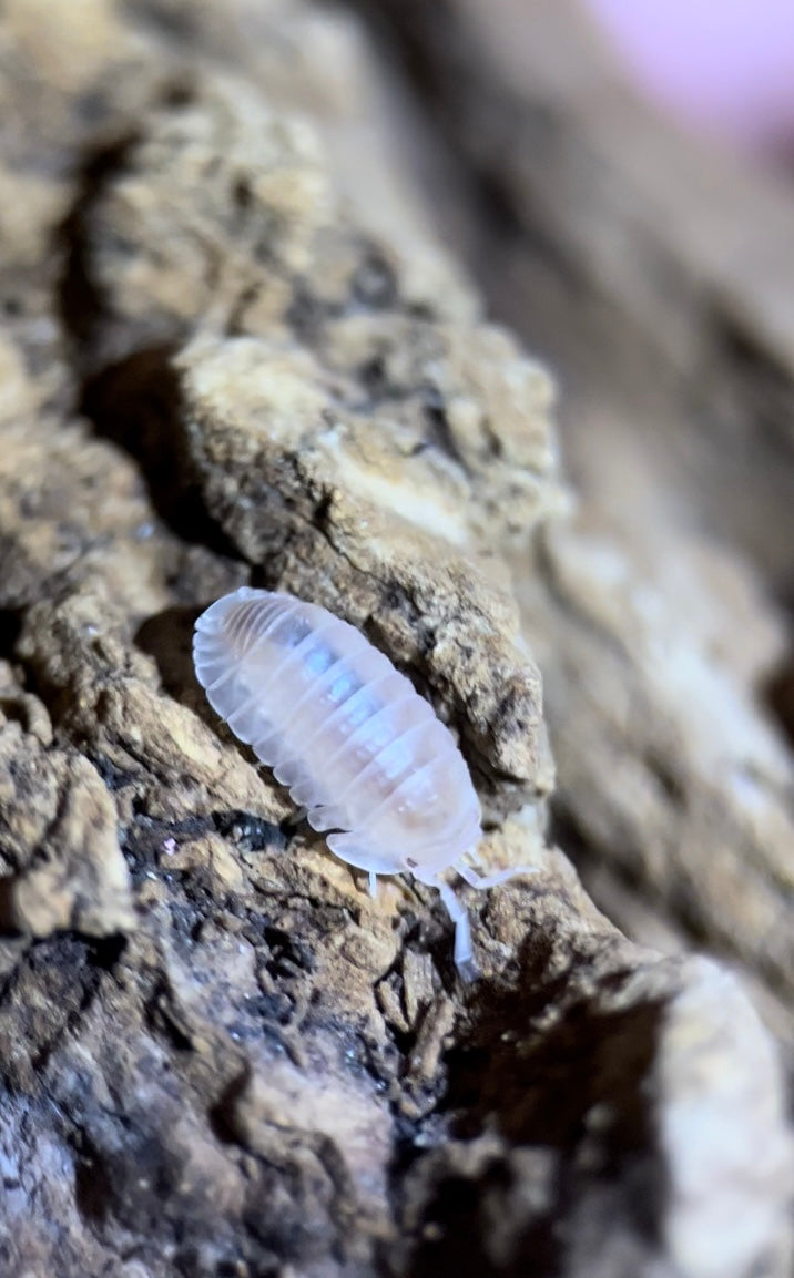 Cubaris murina "Papaya" isopods