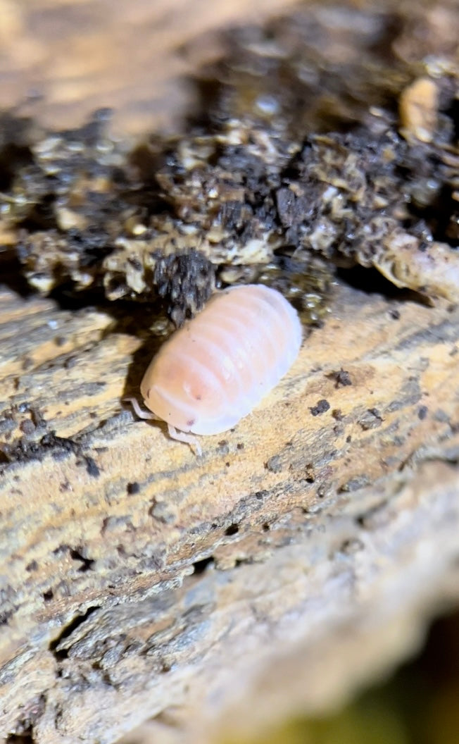 Cubaris murina "Papaya" isopods