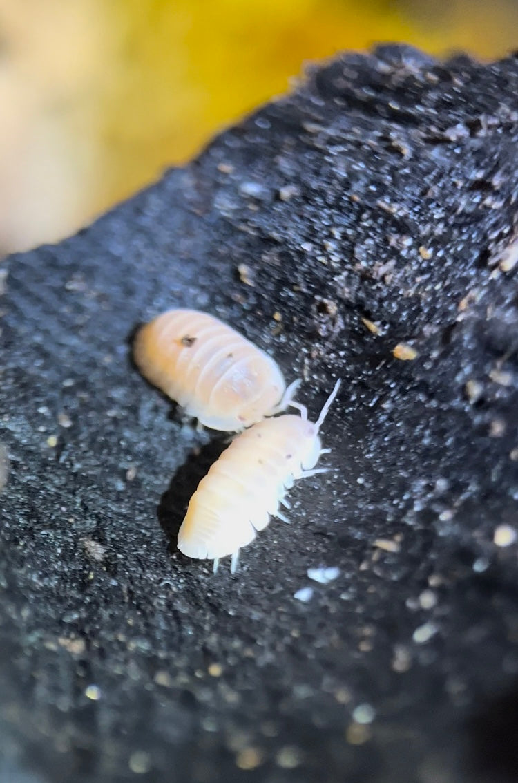 Cubaris murina "Papaya" isopods