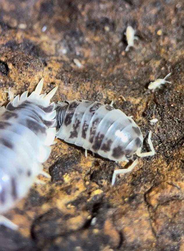 Porcellio laevis "Dairy cow" isopods