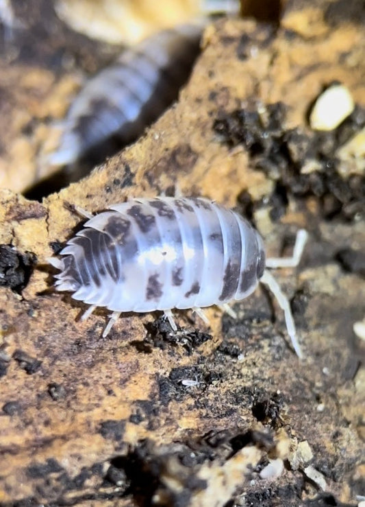 Porcellio laevis "Dairy cow" isopods