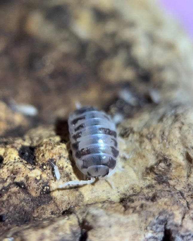 Porcellio laevis "Dairy cow" isopods