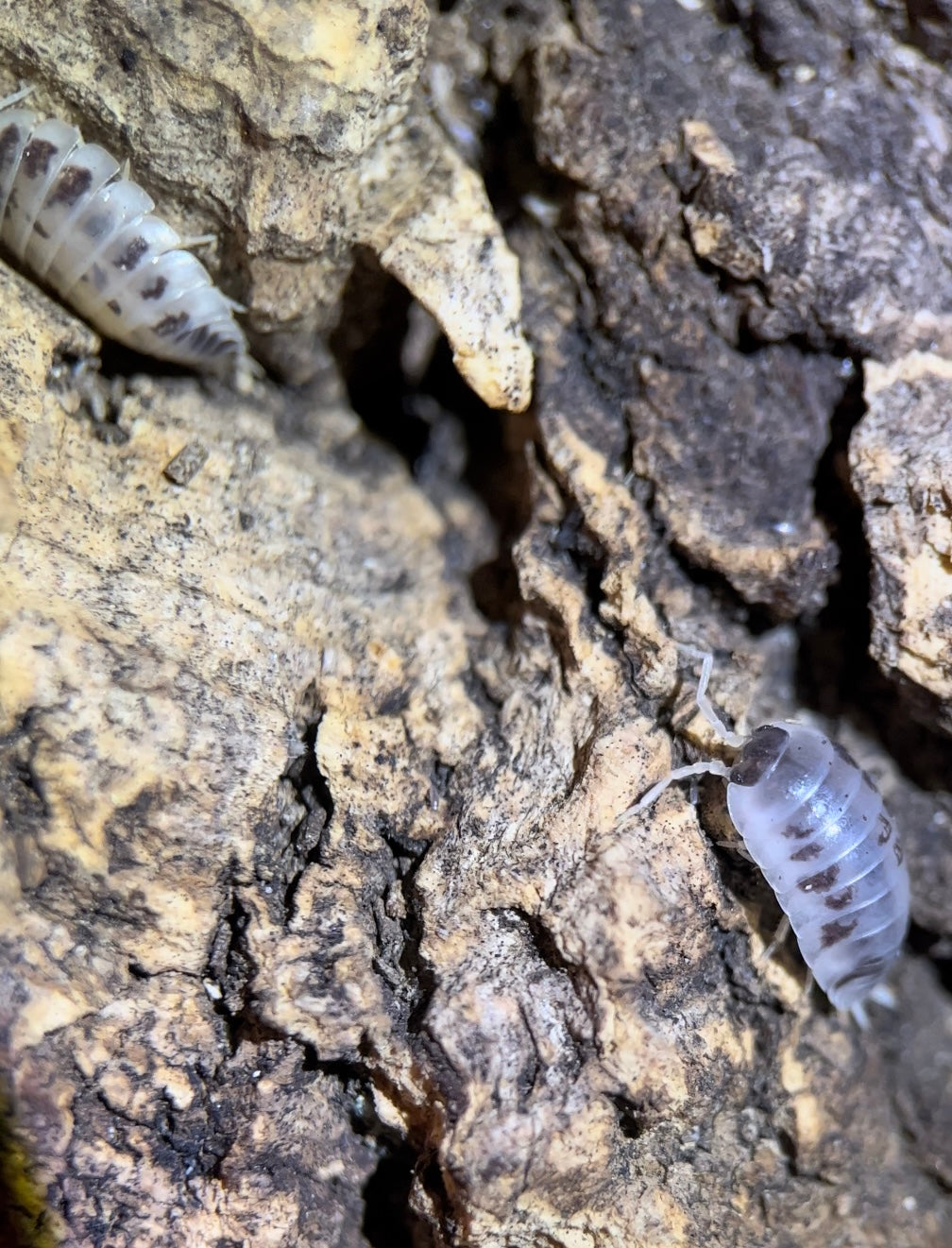 Porcellio laevis "Dairy cow" isopods