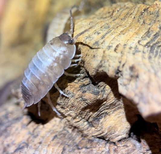 Porcellio laevis "California mix" isopods