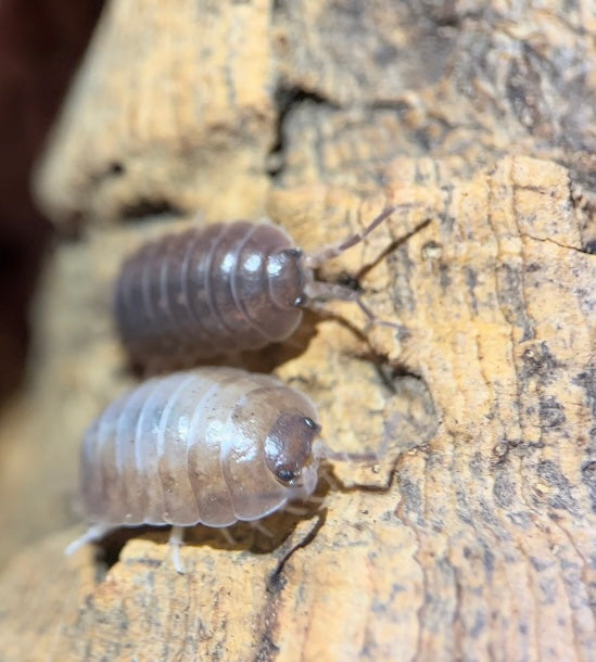 Porcellio laevis "California mix" isopods