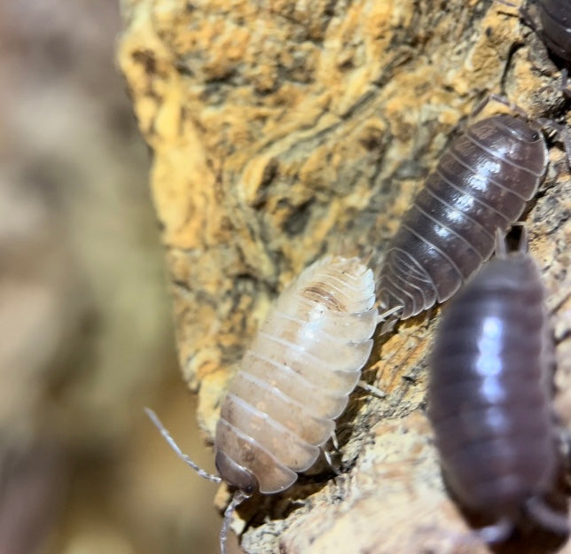 Porcellio laevis "California mix" isopods