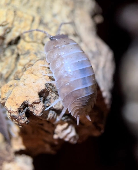 Porcellio laevis "California mix" isopods