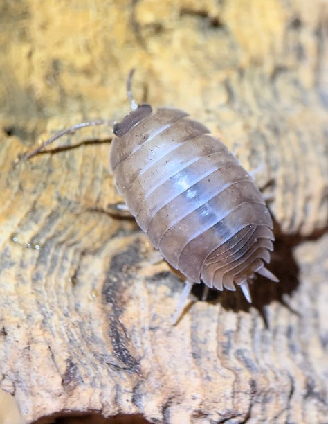 Porcellio laevis "California mix" isopods