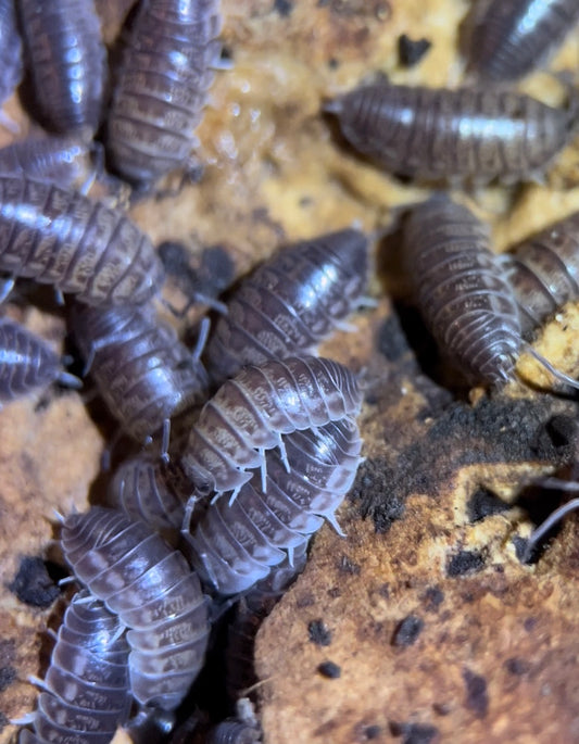 Armadillidium vulgare "Wild type" isopods