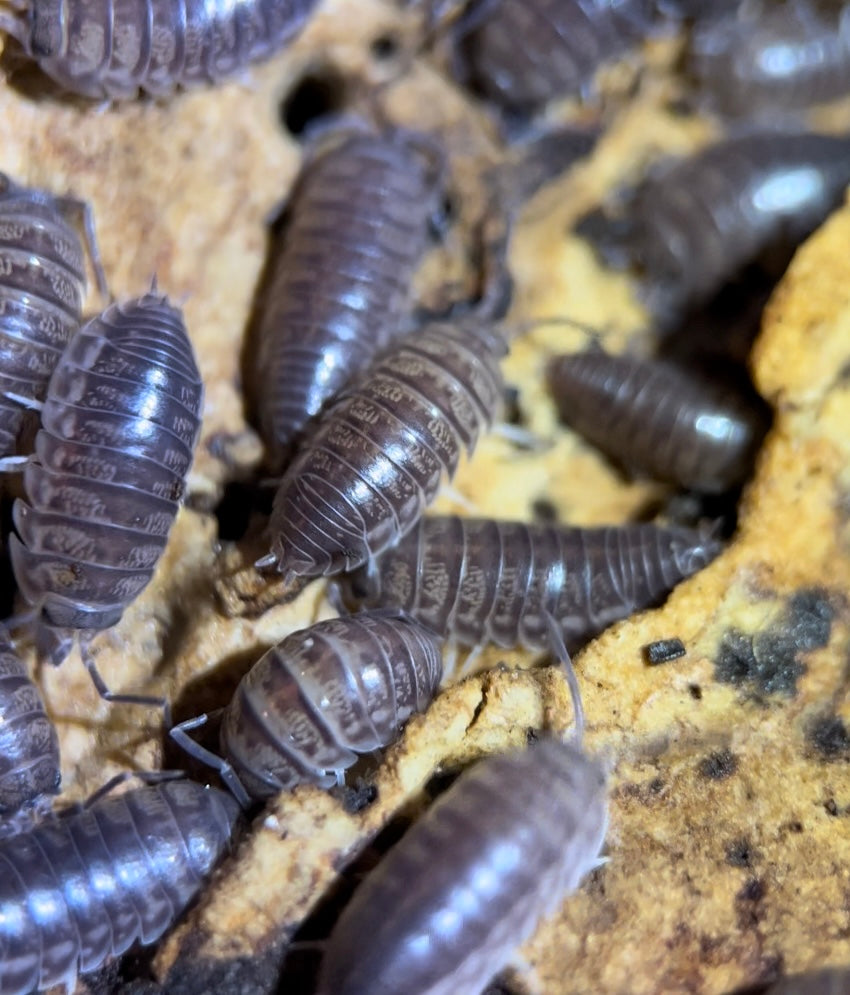 Armadillidium vulgare "Wild type" isopods