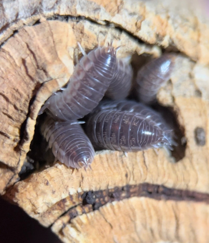 Armadillidium vulgare "Wild type" isopods