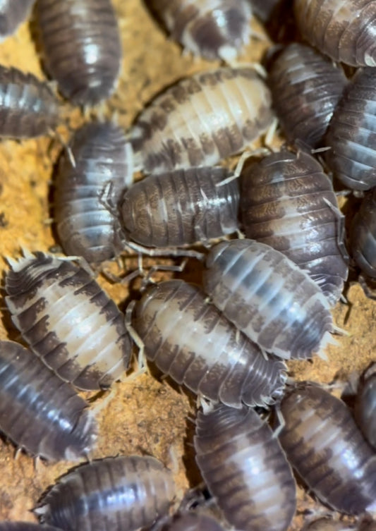 Porcellio laevis "Milkback" isopods