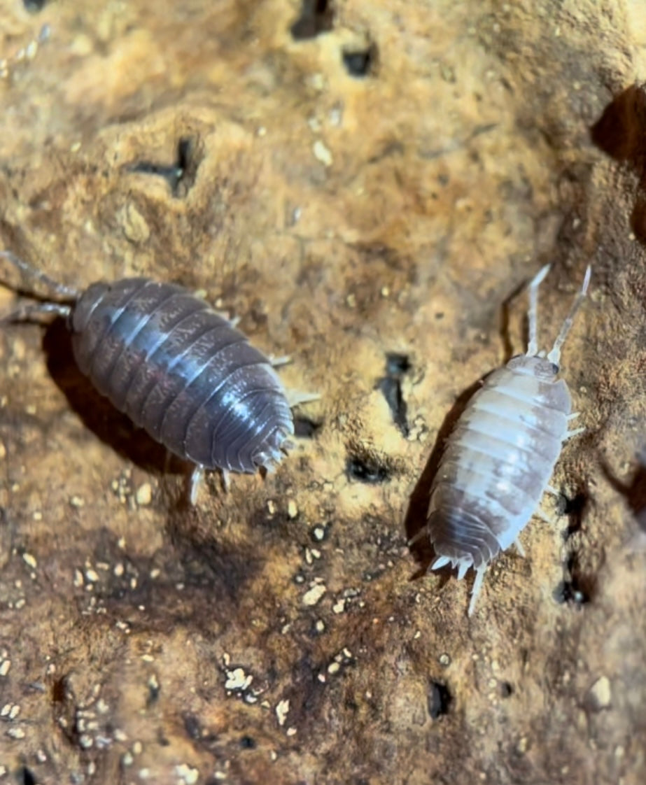 Porcellio laevis "Milkback" isopods