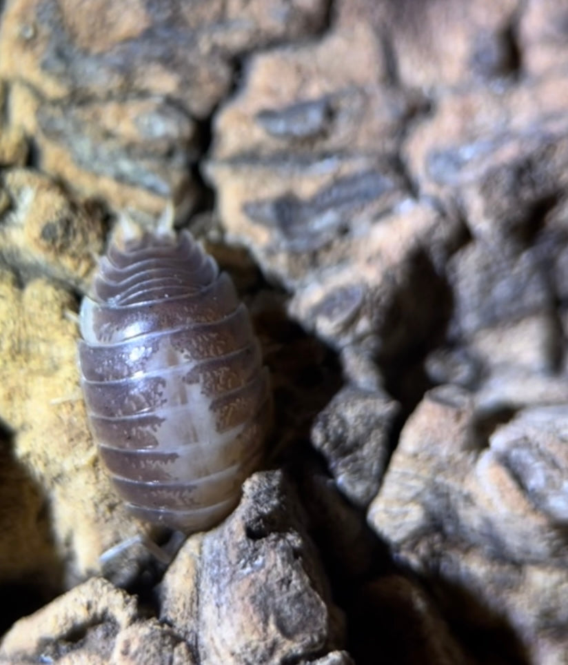 Porcellio laevis "Milkback" isopods