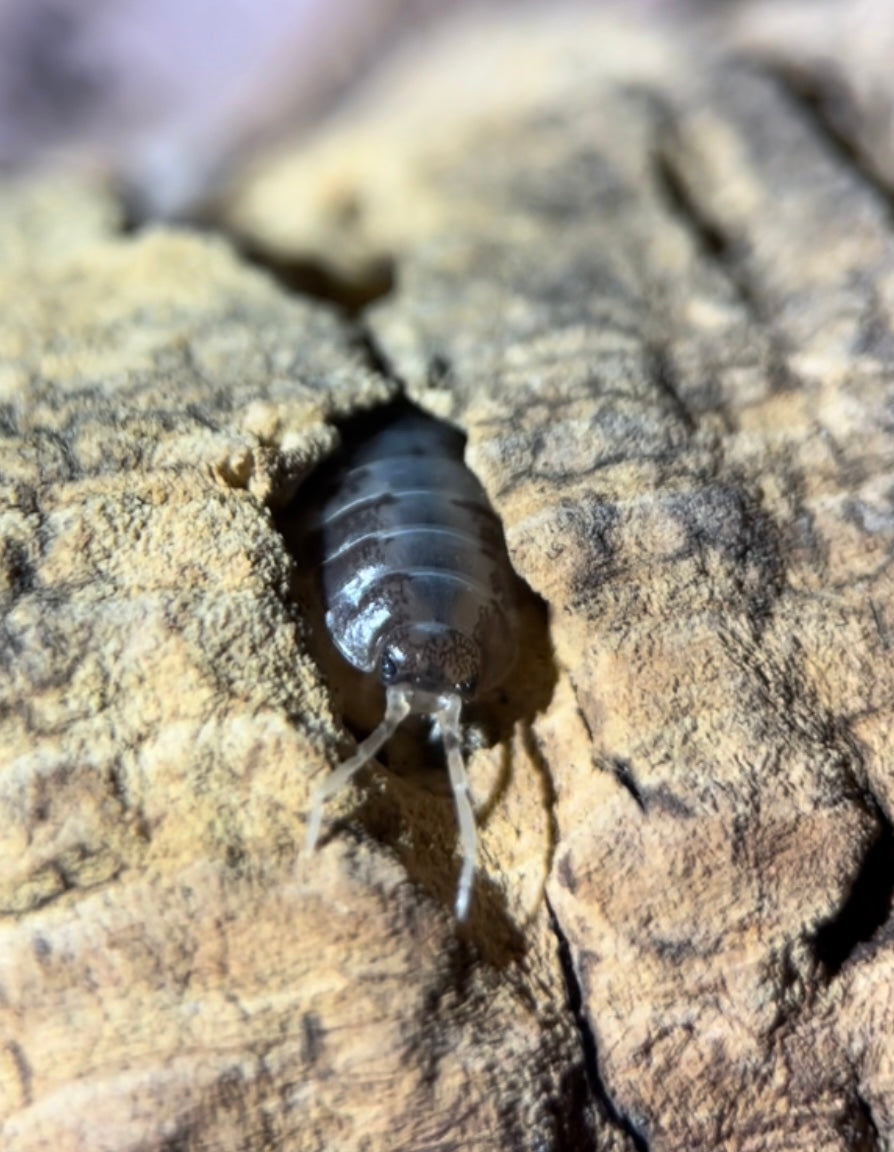 Porcellio laevis "Milkback" isopods