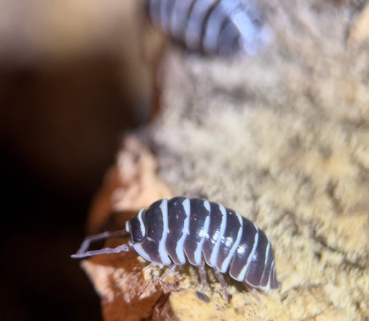 Armadillidium maculatum "Zebra" isopods