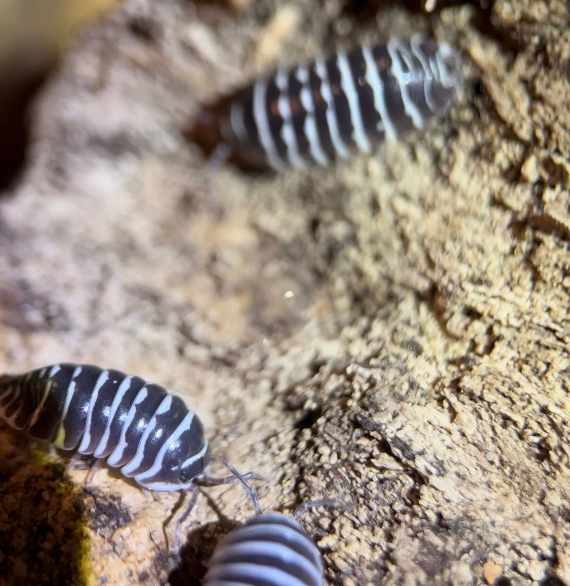 Armadillidium maculatum "Zebra" isopods