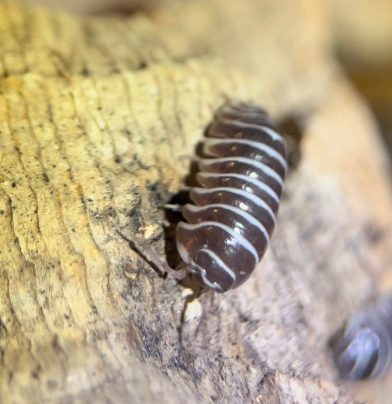 Armadillidium maculatum "Zebra" isopods