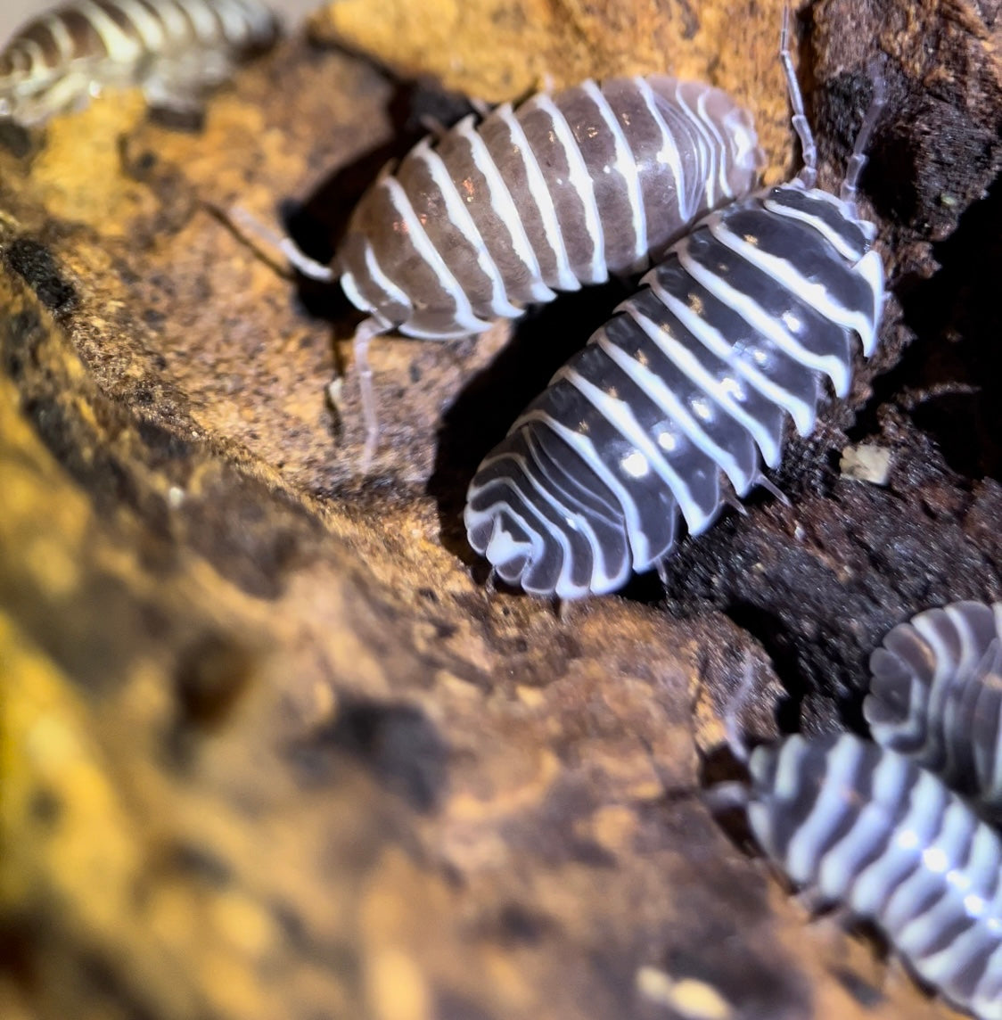 Armadillidium maculatum "Zebra" isopods