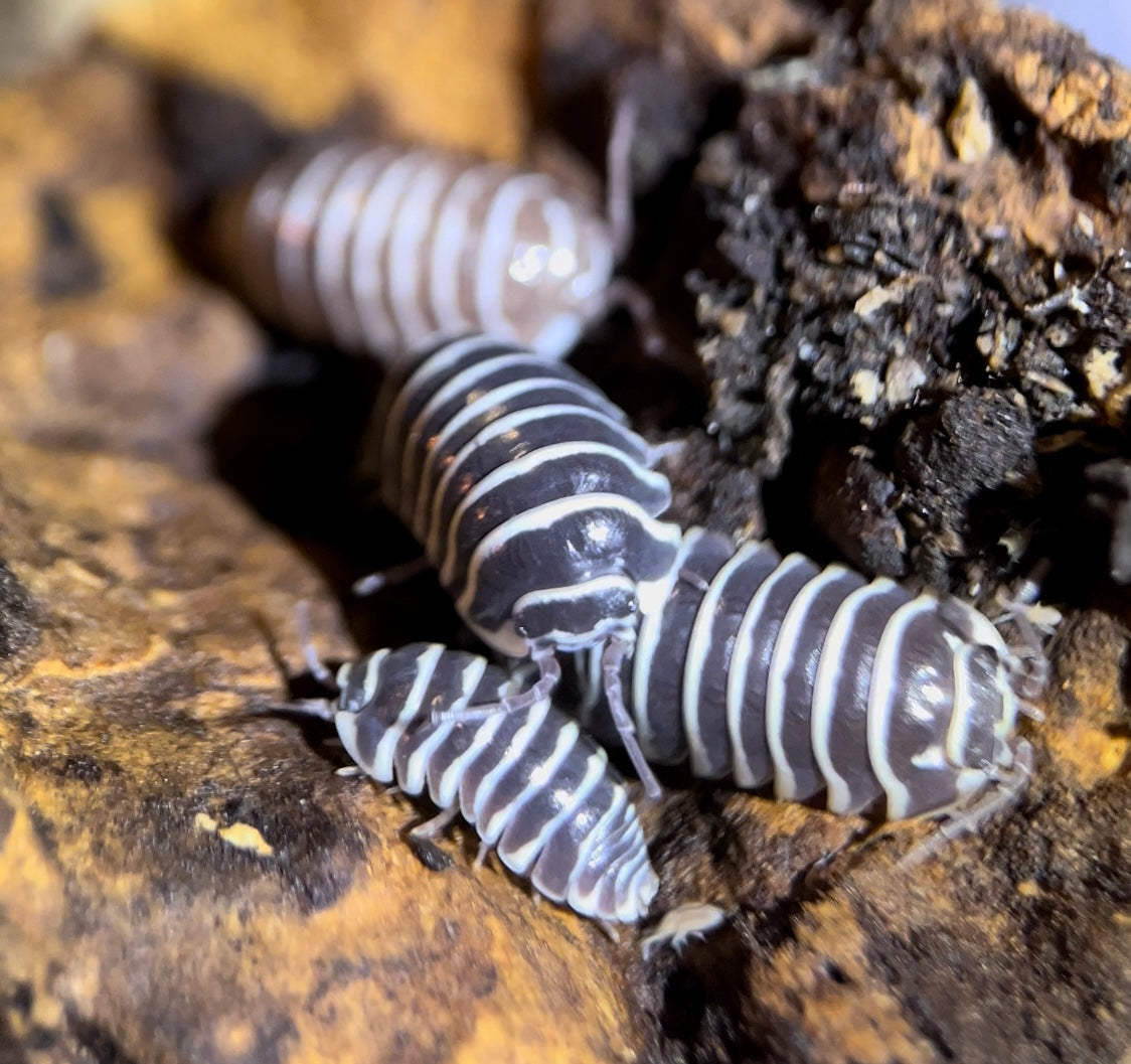 Armadillidium maculatum "Zebra" isopods