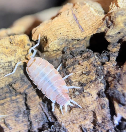 Porcellionides pruinosus "Orange creamsicle" isopods