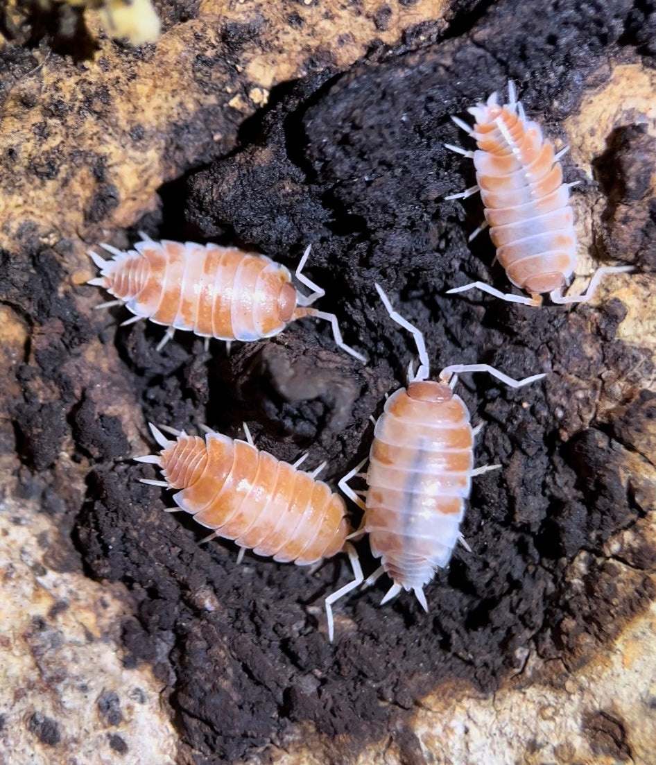 Porcellionides pruinosus "Orange creamsicle" isopods