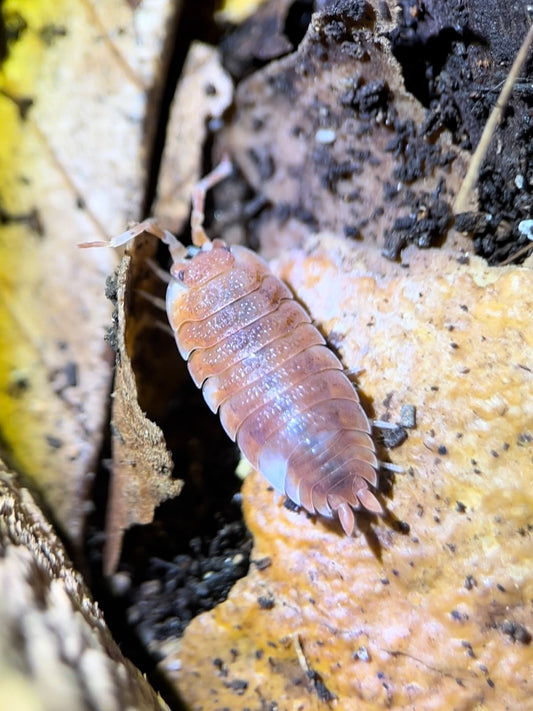 Porcellio scaber "Orange koi" isopods