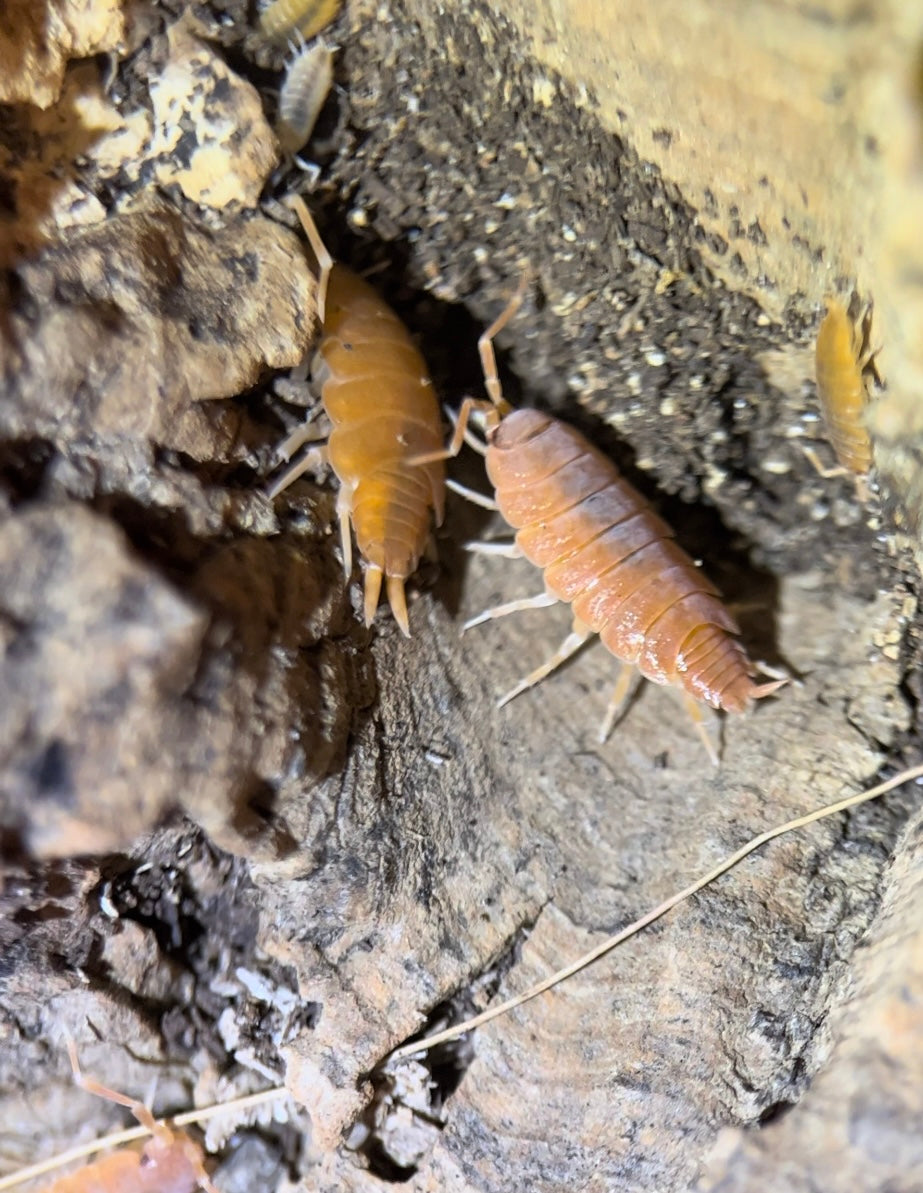 Porcellionides pruinosus "Powder orange" isopods