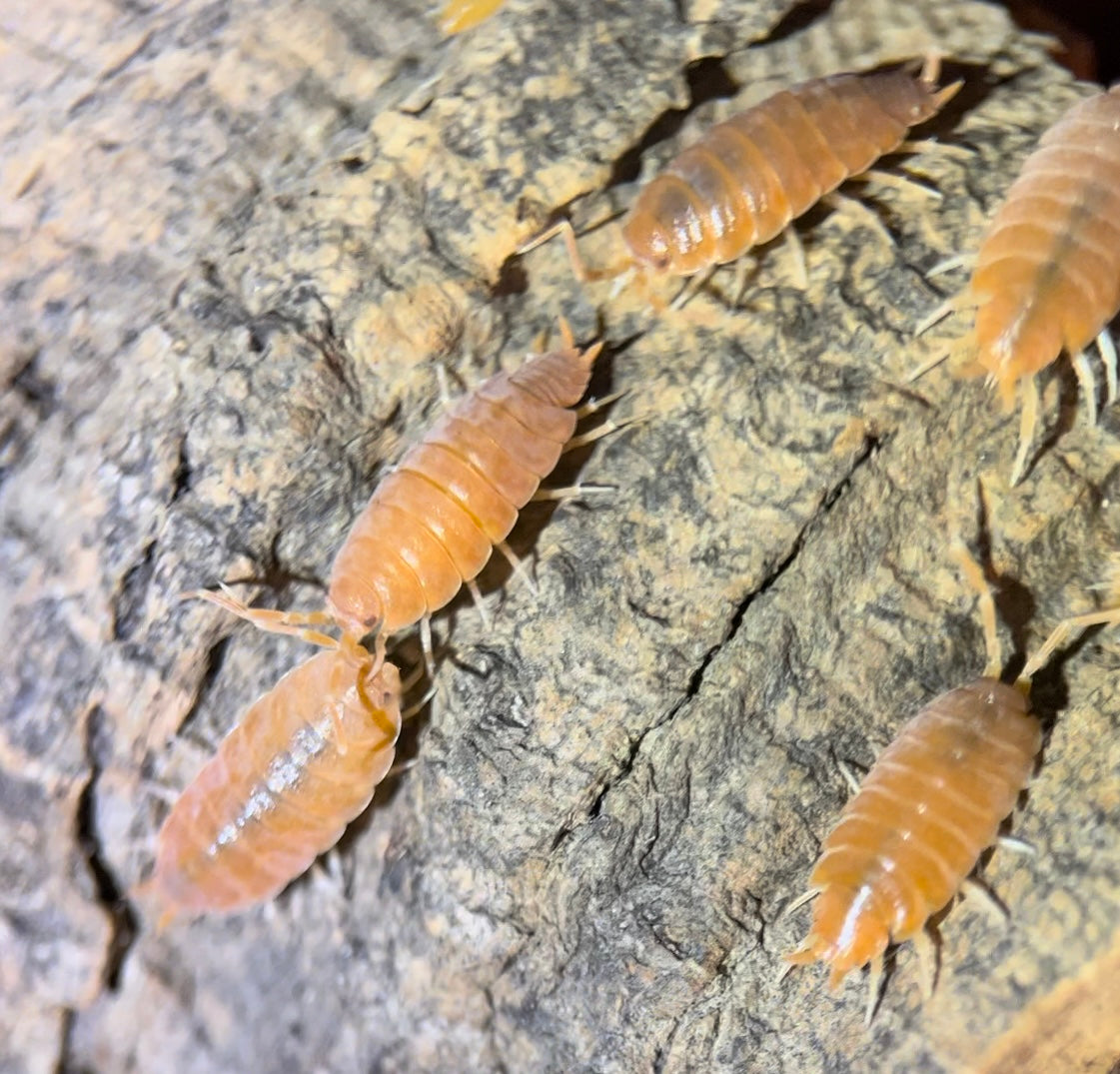 Porcellionides pruinosus "Powder orange" isopods