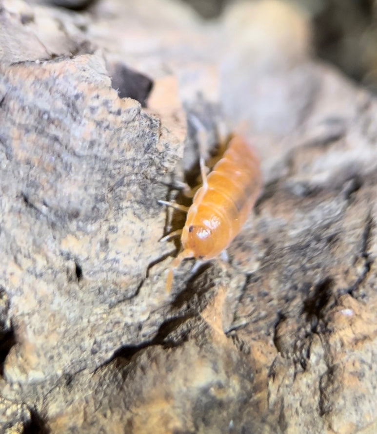 Porcellionides pruinosus "Powder orange" isopods