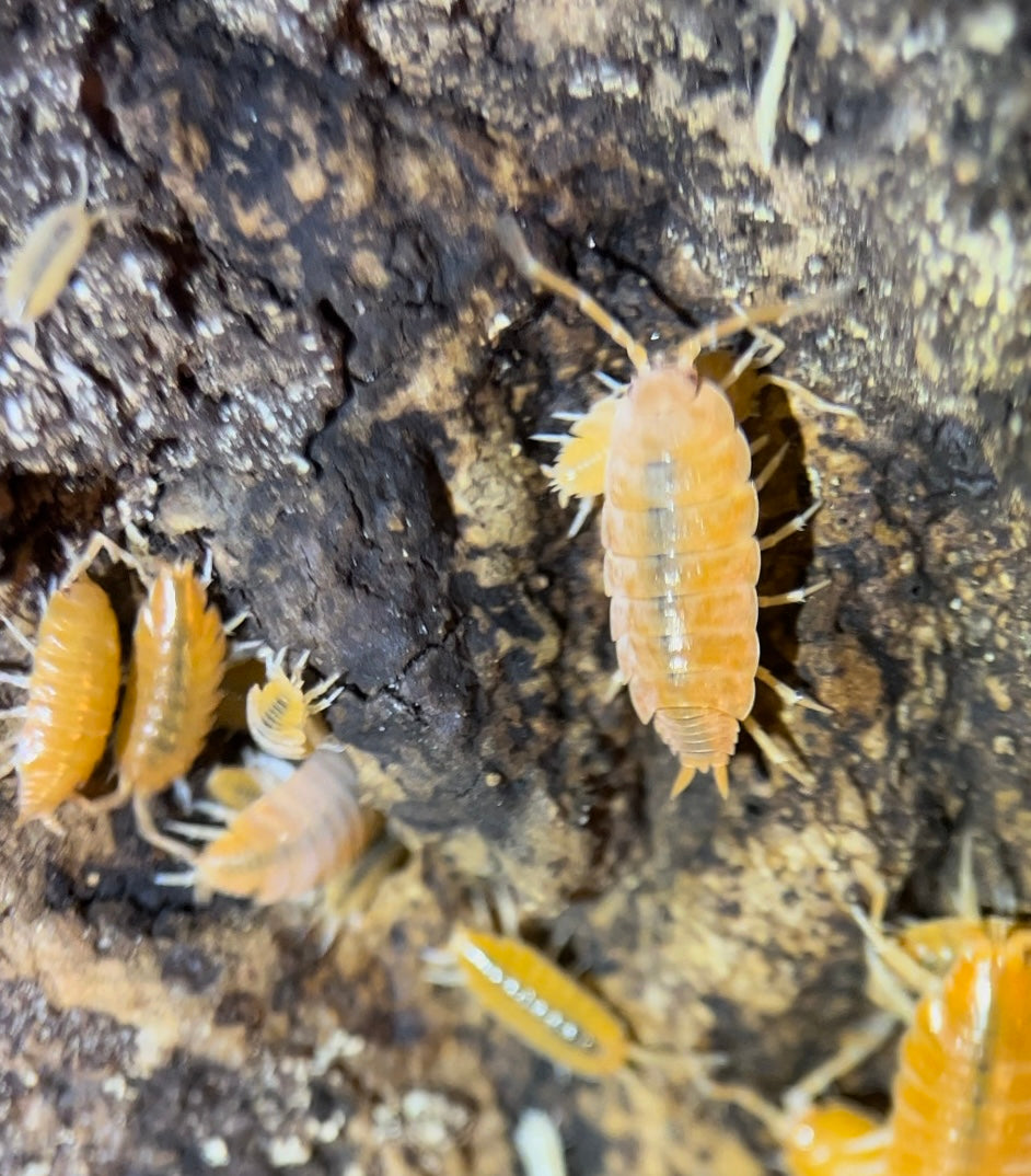 Porcellionides pruinosus "Powder orange" isopods